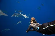 Haleiwa Shark Diving Tour thumbnail 2