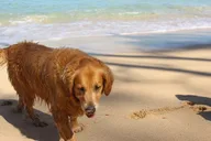 Oahu Surf Lessons on the North Shore thumbnail 4