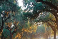 Charleston Day Trip with Boone Hall & Harbor Cruise thumbnail 3