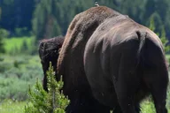 Yellowstone Wolf Watching and Wildlife Safari thumbnail 6