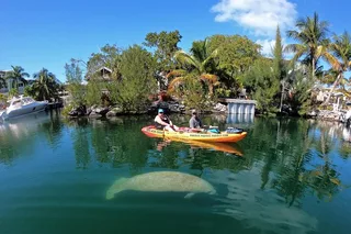 Key Largo Mangrove Kayak Eco Tour