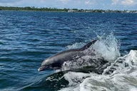 Pensacola Beach Dolphin Cruise with Snorkeling thumbnail 6