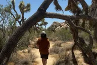 Joshua Tree National Park Sightseeing Tour thumbnail 5