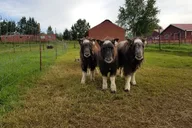 Anchorage Musk Ox Farm Tour & Scenic Drive thumbnail 1