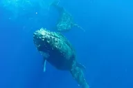 Maui Whale-Watching Raft Tour from Kihei thumbnail 6