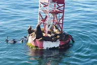 Anaheim Whale-Watching and Orange County Beaches Tour thumbnail 5