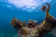 Key Largo Snorkeling Trip thumbnail 5