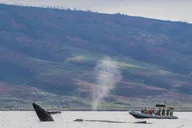 Maui Dolphin and Whale Watching Eco-Raft Tour 2 hr thumbnail 3