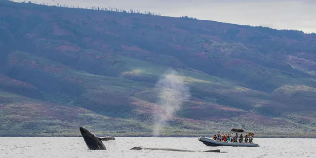 Maui Dolphin and Whale Watching Eco-Raft Tour 2 hr - Image 3