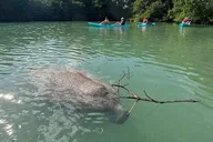 Miami Manatee Paddle Tour from Virginia Key 2 hr thumbnail 2