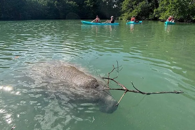 Miami Manatee Paddle Tour from Virginia Key 2 hr - Image 2