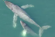 Alaska Whale Watching Drone Tour 3 hr thumbnail 2