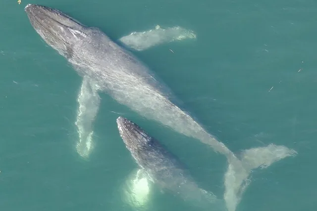 Alaska Whale Watching Drone Tour 3 hr - Image 2
