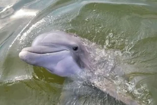 Hilton Head Island Dolphin Tour with Daufuskie Island Stop