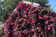Nantucket Historical Landmarks Tour thumbnail 1