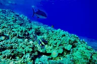 Maui Snorkel Tour with Marine Biologist thumbnail 6