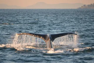 Friday Harbor Whale Watching Tour