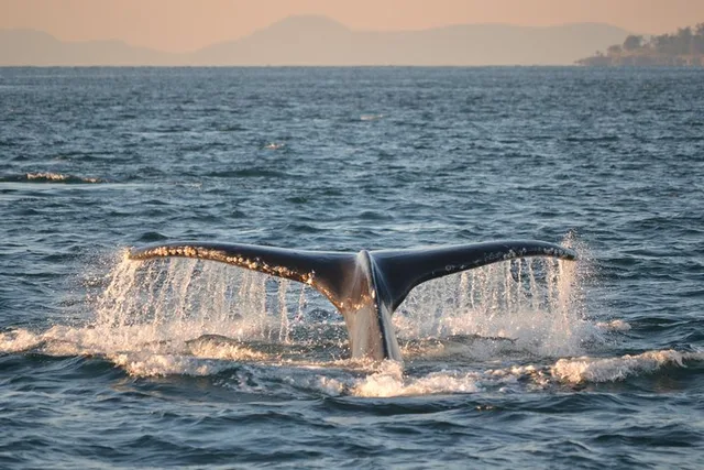 Friday Harbor Whale Watching Tour - Image 1