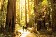 San Francisco Muir Woods and Sausalito Tour thumbnail 5