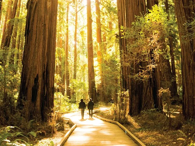 San Francisco Muir Woods and Sausalito Tour - Image 5