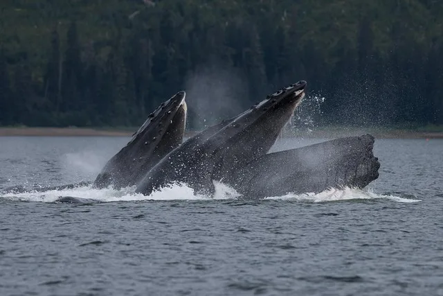 Hoonah Whale Watching Tour in Icy Strait - Image 2