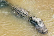 New Orleans Airboat Swamp Tour thumbnail 3