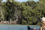 Tarpon Springs Clear Kayak Tour thumbnail 2