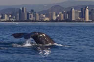 San Diego Whale Watching Cruise on Yacht America thumbnail 1