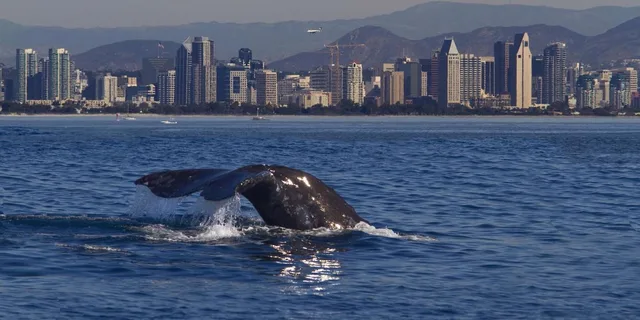 San Diego Whale Watching Cruise on Yacht America - Image 1