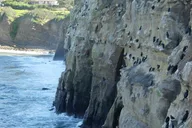 La Jolla Sea Caves Kayak Tour thumbnail 6