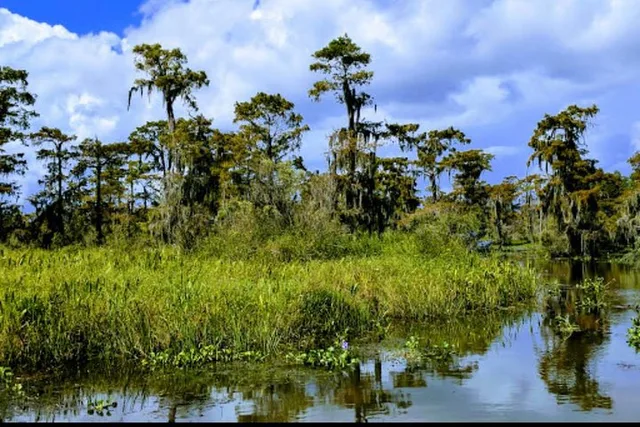 New Orleans Swamp Boat Tour Adventure - Image 4