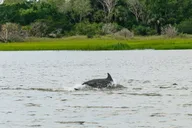 Savannah Tybee Island Dolphin Tour thumbnail 1