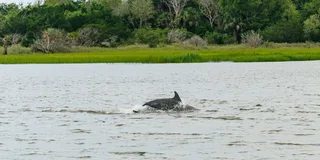 Savannah Tybee Island Dolphin Tour