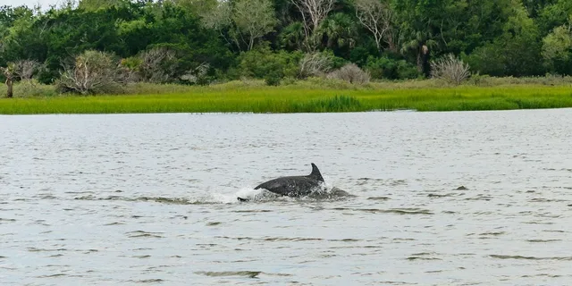 Savannah Tybee Island Dolphin Tour - Image 1