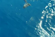 Maui Snorkel Tour from Ka'anapali Beach thumbnail 3