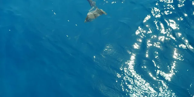 Maui Snorkel Tour from Ka'anapali Beach - Image 3