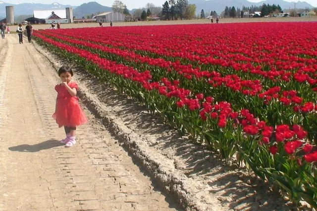 Skagit Valley Tulip Festival Tour - Image 2