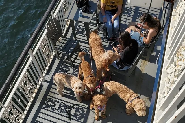 Boston Harbor Dog-Friendly Cruise 90 min - Image 5
