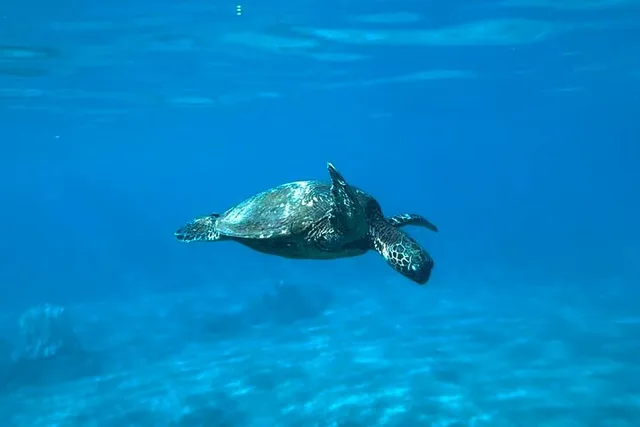 Maui Snorkel Tour with Photos 2.5 hr - Image 2