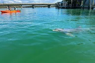 Bonita Springs Eco Kayak Tour thumbnail 2