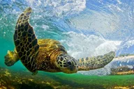 Oahu North Shore Adventure Full-Day Experience thumbnail 6