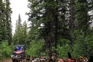 Skagway Yukon Dog Mushing Tour thumbnail 1