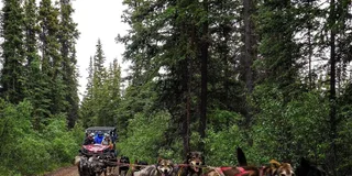 Skagway Yukon Dog Mushing Tour