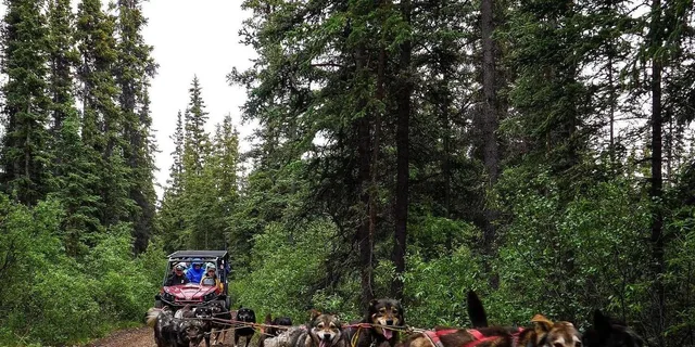 Skagway Yukon Dog Mushing Tour - Image 1
