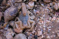 Sonoran Desert Reptile Hunting Tour 4 hr thumbnail 6