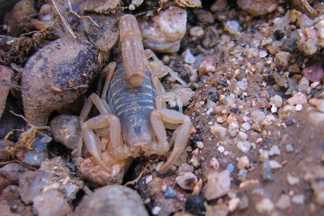 Sonoran Desert Reptile Hunting Tour 4 hr - Image 6