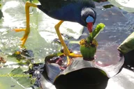 Miami Everglades Airboat Tour thumbnail 2