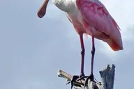 Savannah Dolphin Tour in the Marsh thumbnail 6