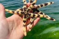 Panama City Beach Catamaran Snorkeling and Dolphin Tour thumbnail 6