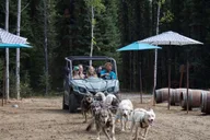 Fairbanks Mushing Cart Ride and Kennel Tour thumbnail 1